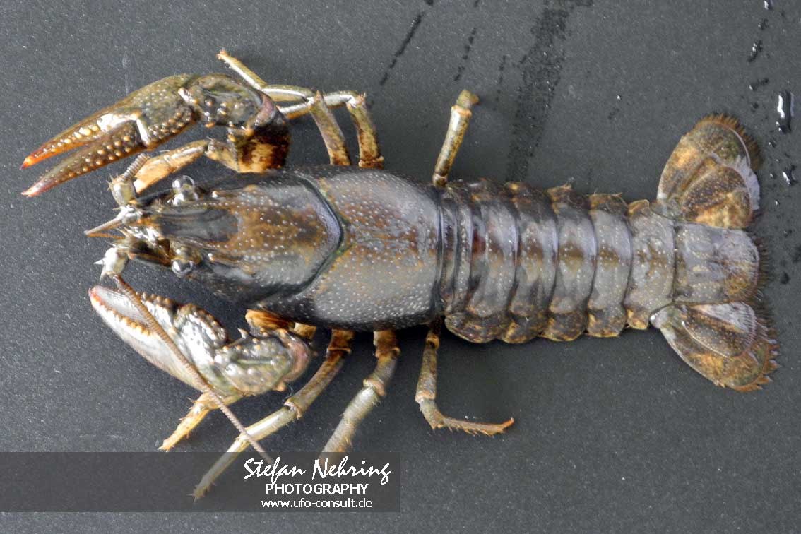 Faxonius virilis (Viril-Flusskrebs)