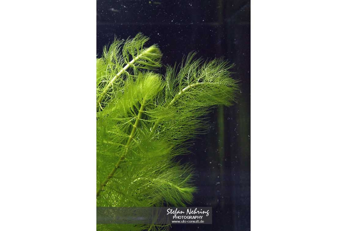 Myriophyllum aquaticum (Brasilianisches Tausendblatt)