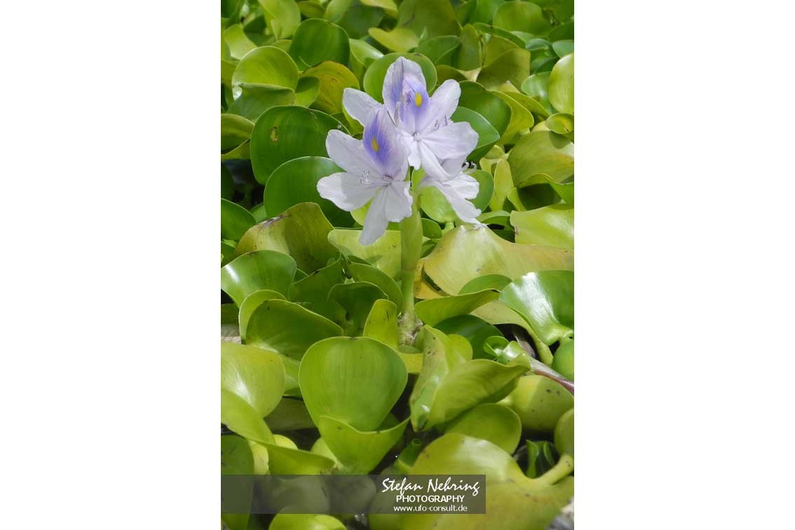 Pontederia crassipes (Wasserhyazinthe)