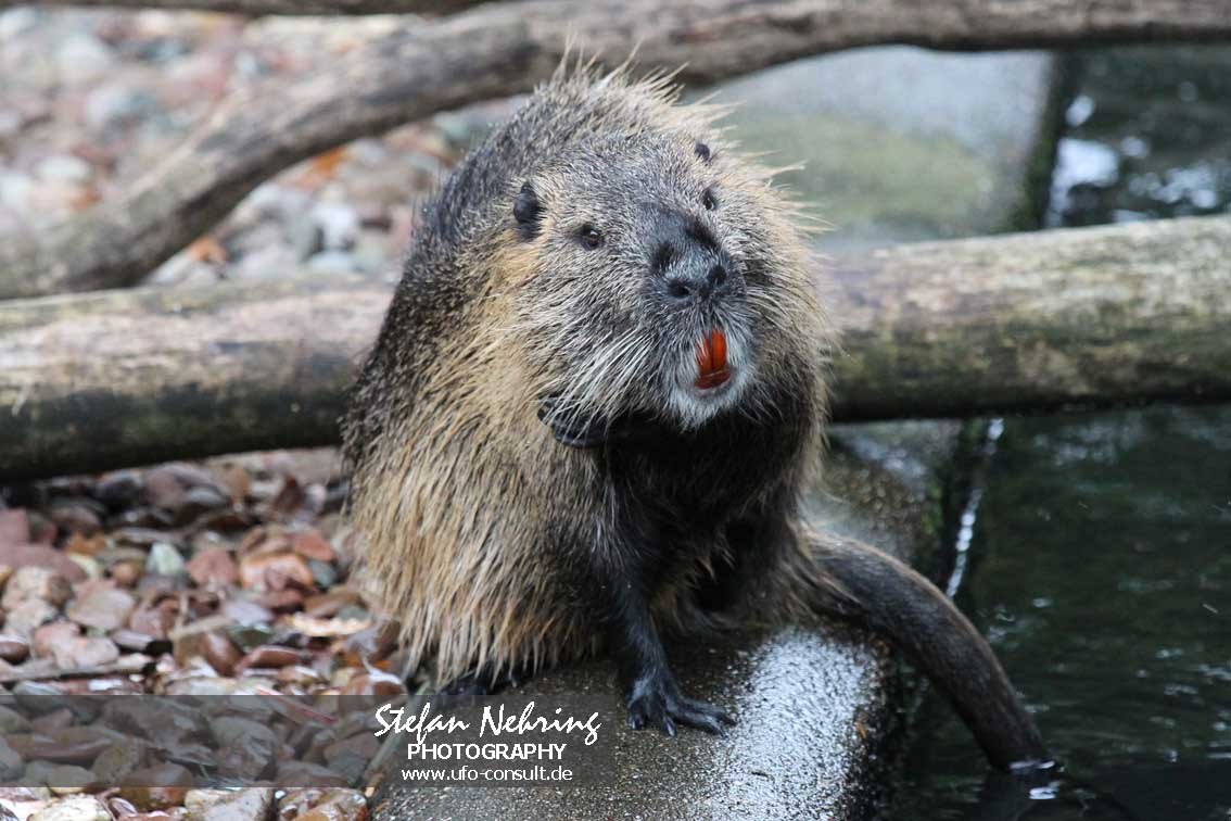 Myocastor coypus (Nutria)