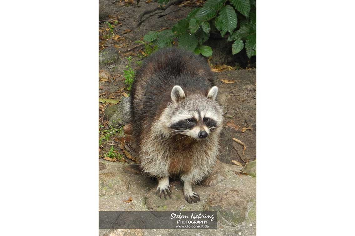Procyon lotor (Waschbär)