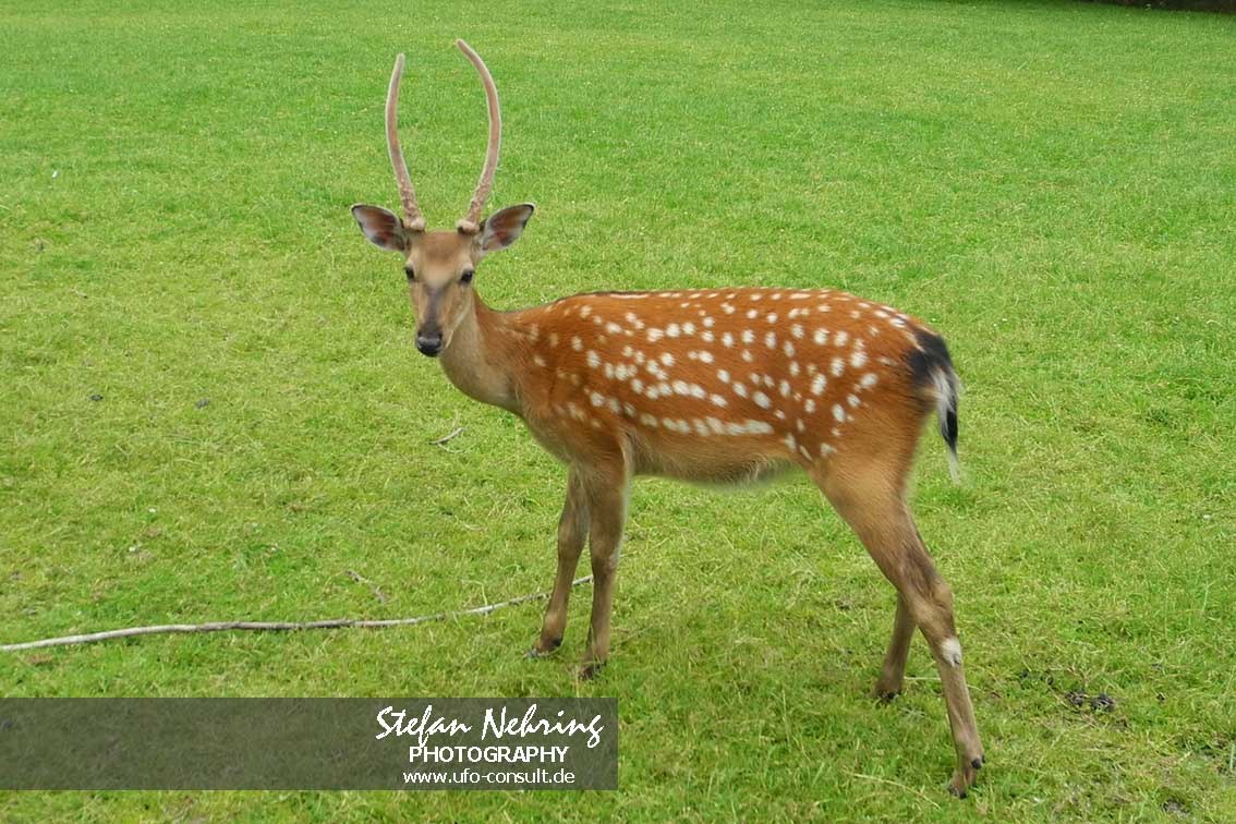 Cervus nippon (Sika)