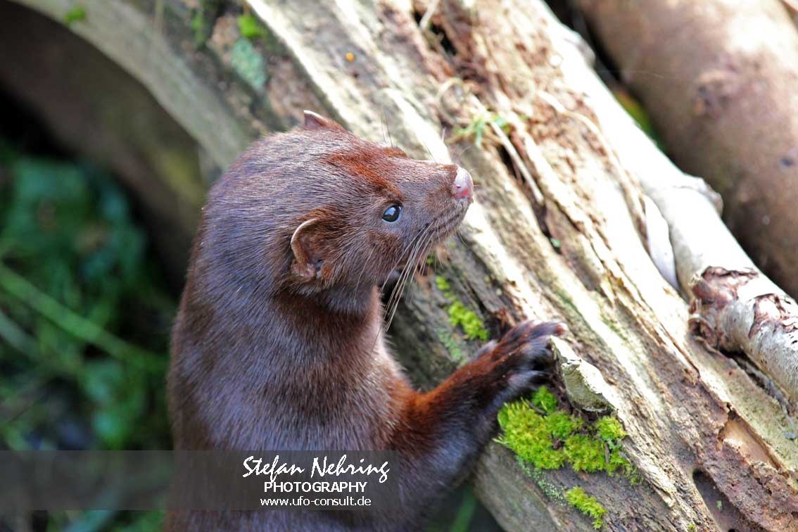 Neogale vison (Mink)