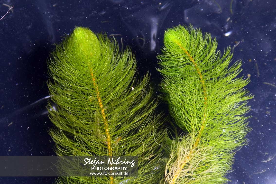 Myriophyllum heterophyllum (Verschiedenblättriges Tausendblatt)