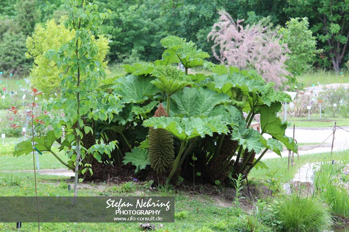 Gunnera tinctoria (Chilenischer Riesenrhabarber)