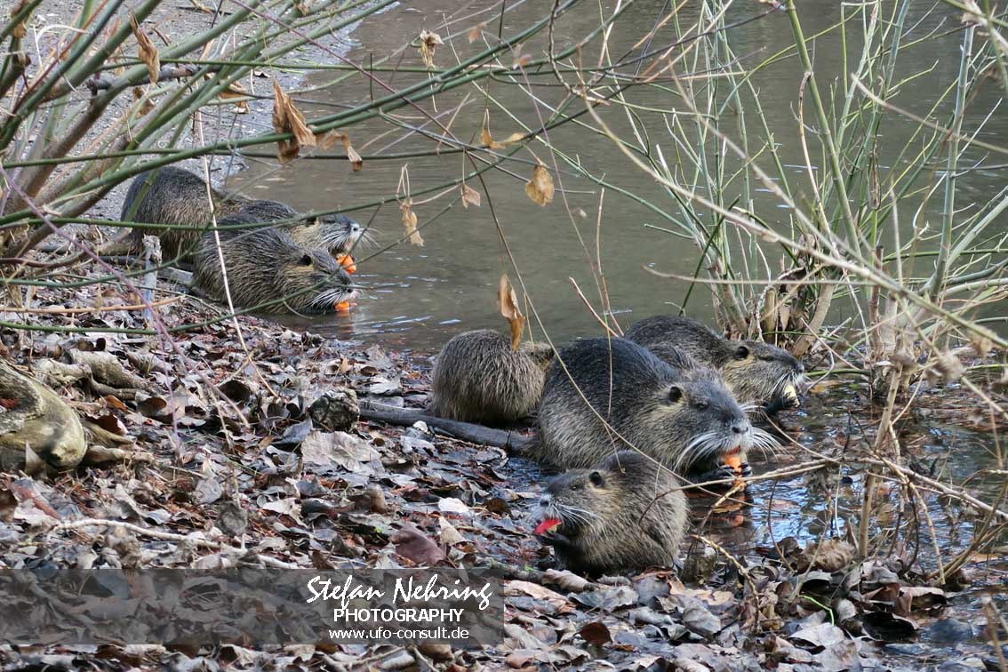 Myocastor coypus (Nutria)