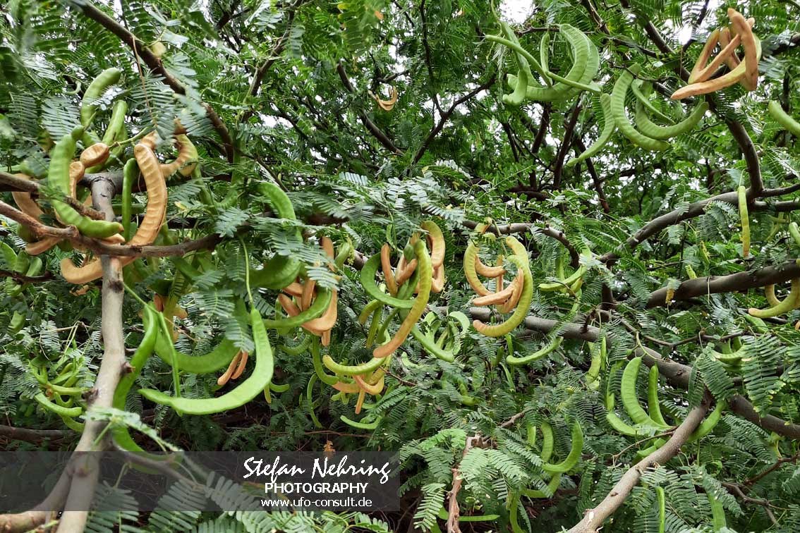 Prosopis juliflora (Mesquitebaum)