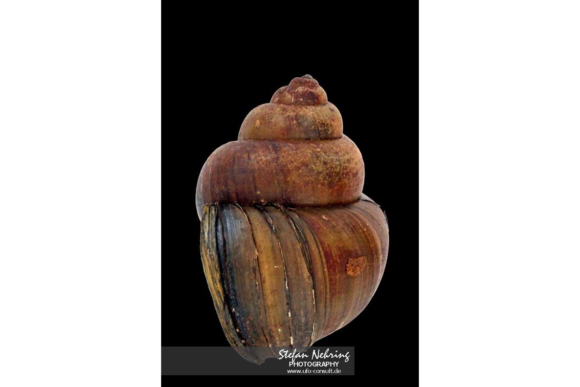 Cipangopaludina chinensis (Chinesische Sumpfdeckelschnecke)