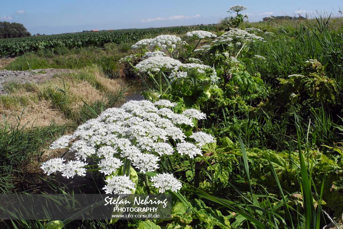 Heracleum mantegazzianum (Riesenbärenklau)