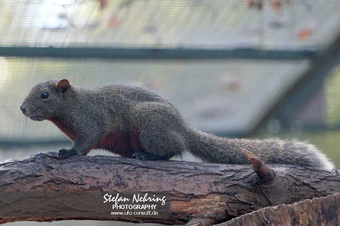 Callosciurus erythraeus (Pallas-Schönhörnchen)