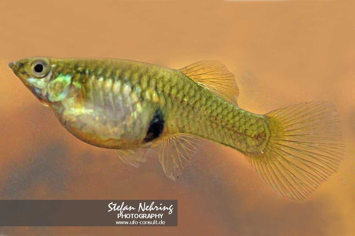 Gambusia affinis (Westlicher Mosquitofisch)