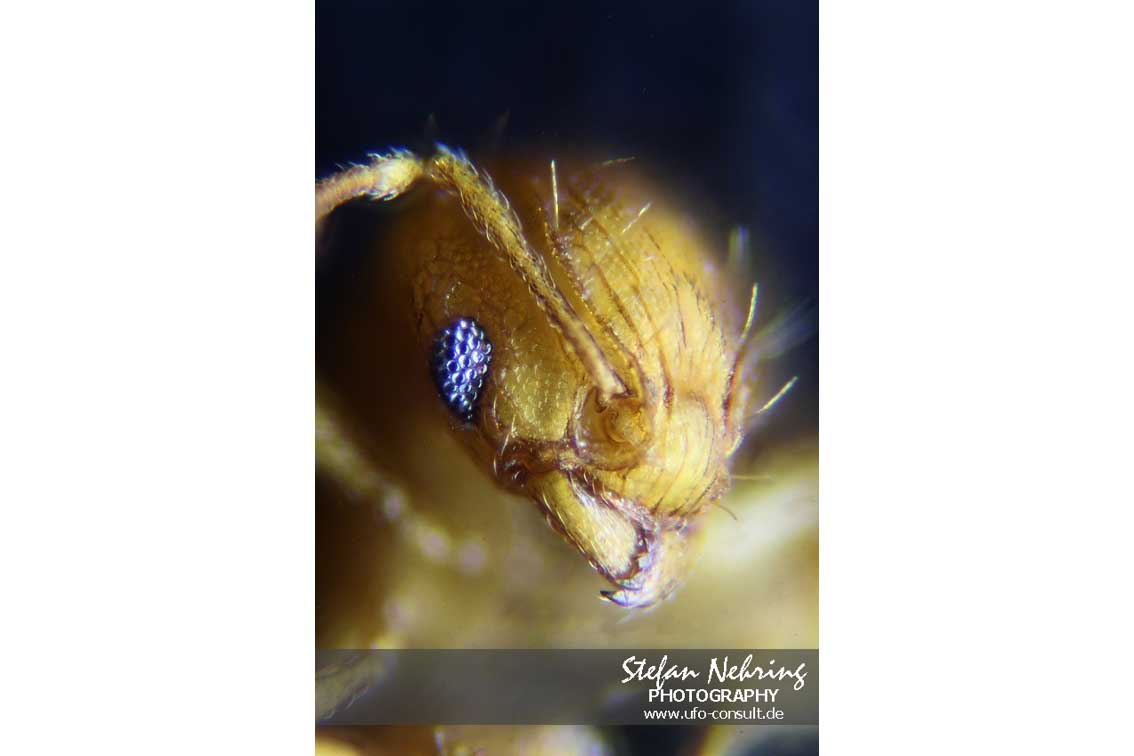 Wasmannia auropunctata (Kleine Feuerameise)