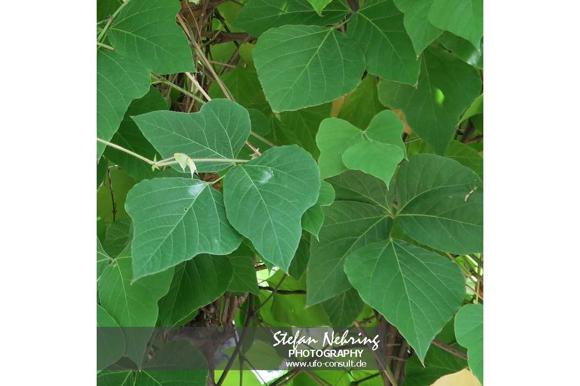 Pueraria lobata (Kudzu)