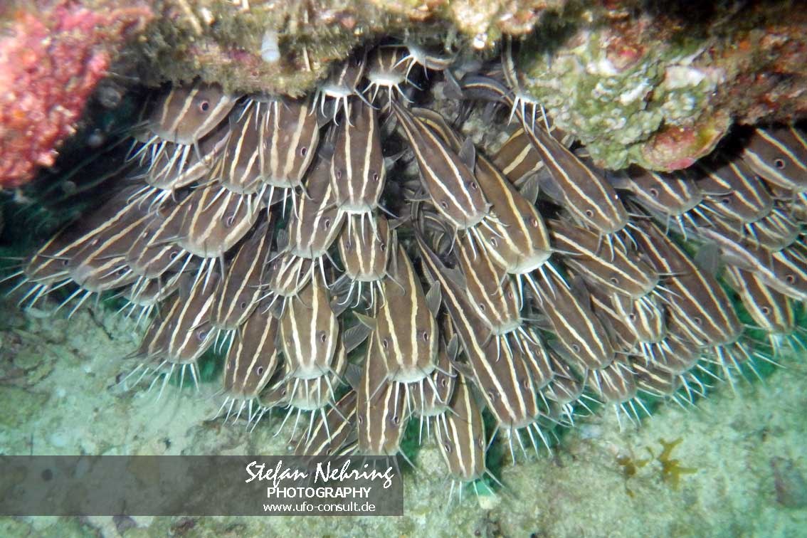 Plotosus lineatus (Gestreifter Korallenwels)