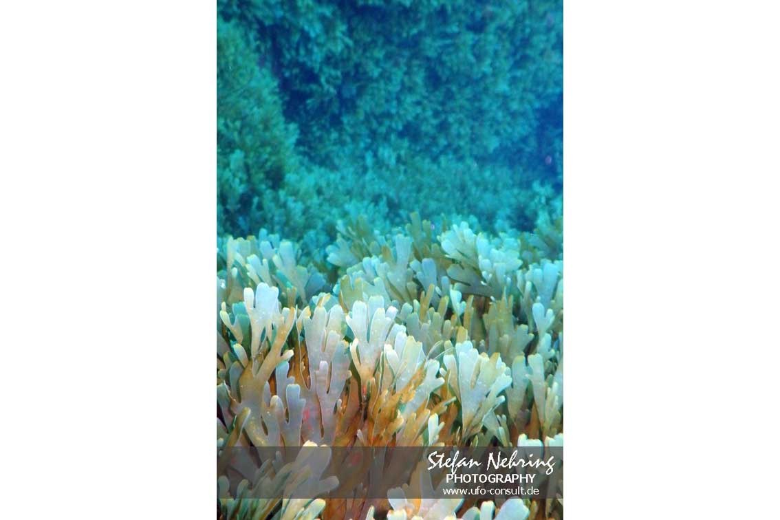 Rugulopteryx okamurae (Okamuras Braunalge)