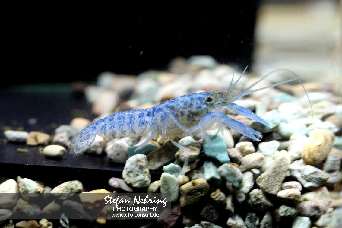 Cherax destructor (Yabby)