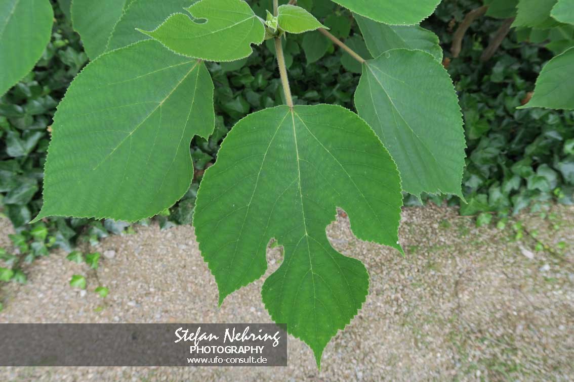 Broussonetia papyrifera (Papiermaulbeerbaum)