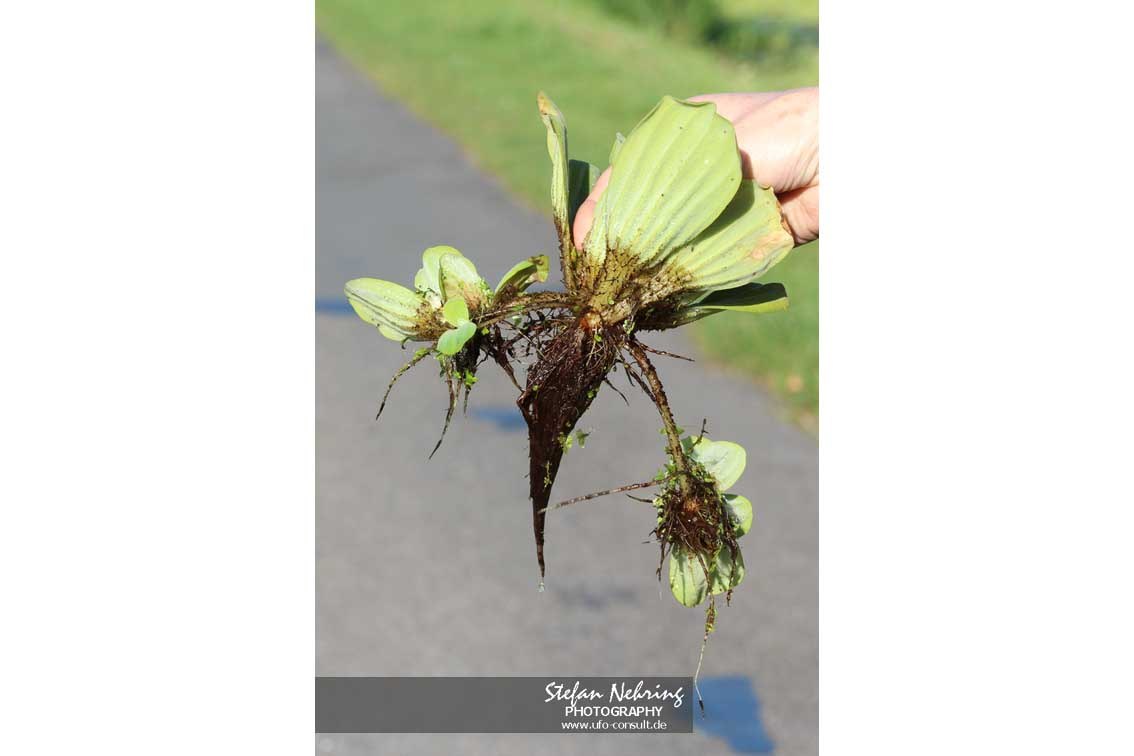 Pistia stratiotes (Wassersalat)