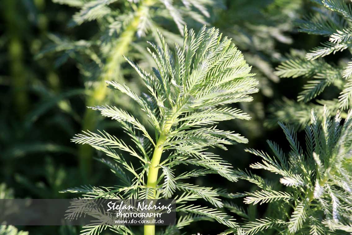 Myriophyllum aquaticum (Brasilianisches Tausendblatt)