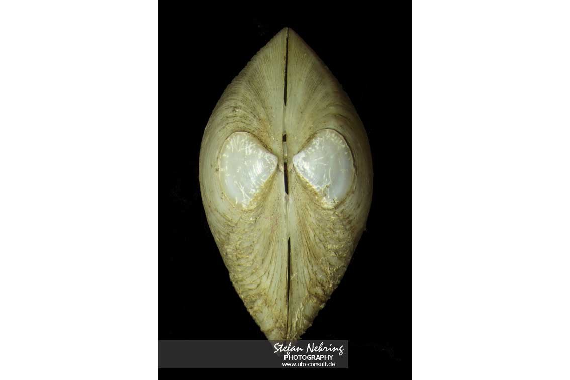 Mulinia lateralis (Amerikanische Trogmuschel)
