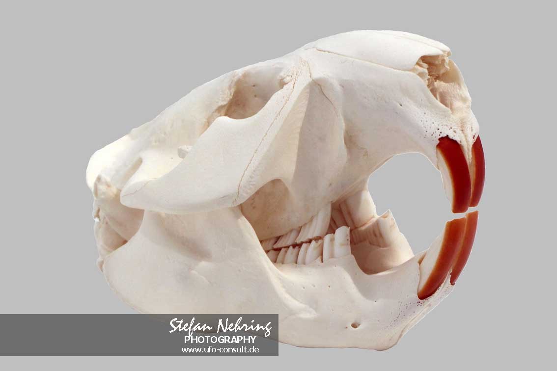 Castor canadensis (Amerikanischer Biber)