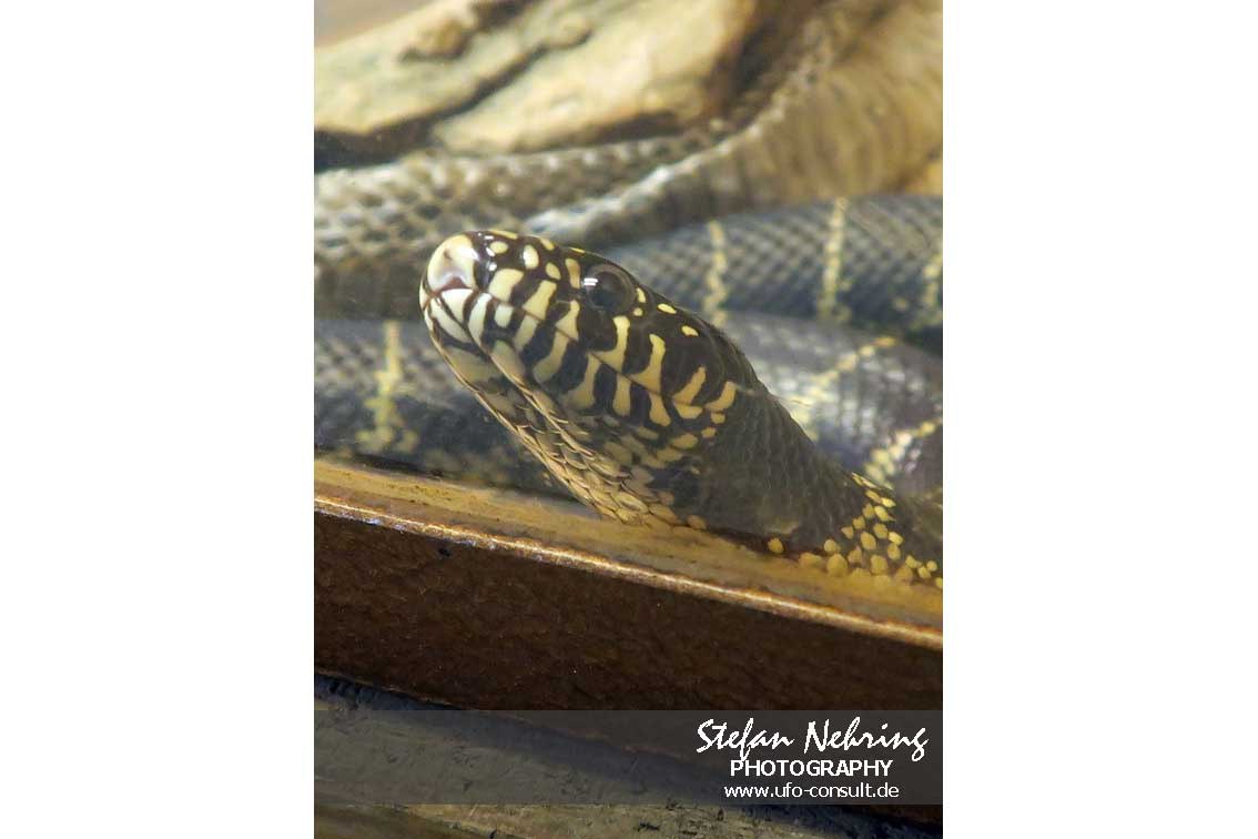 Lampropeltis getula (Kettennatter)