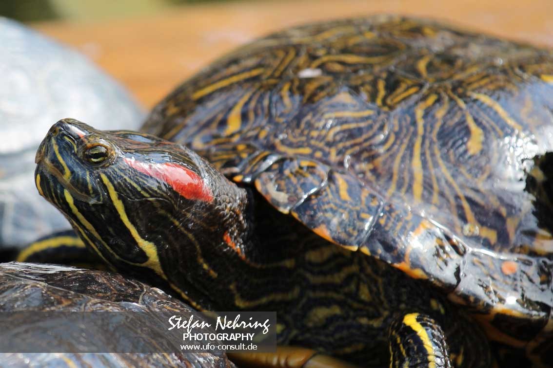 Trachemys scripta (Buchstaben-Schmuckschildkröte)
