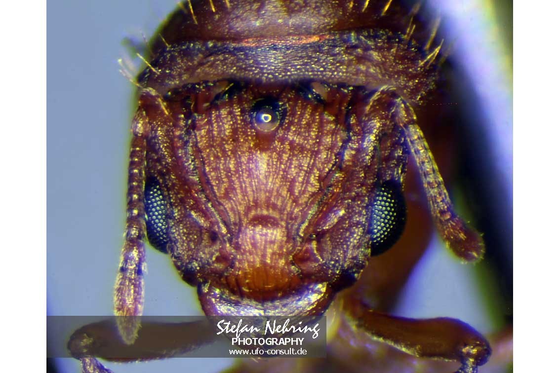 Wasmannia auropunctata (Kleine Feuerameise)