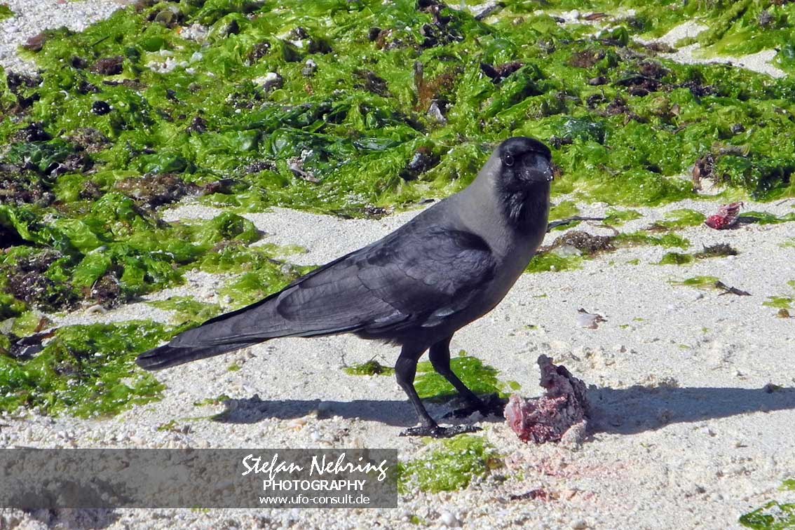 Corvus splendens (Glanzkrähe)