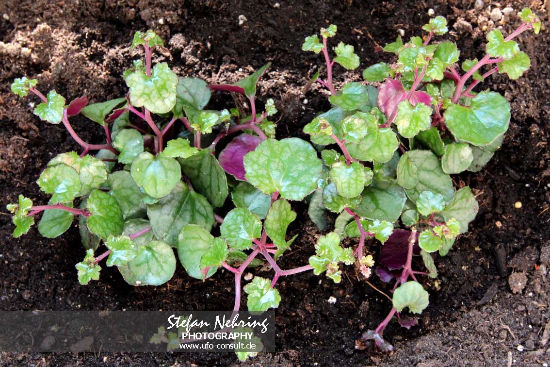 Delairea odorata (Sommerefeu)