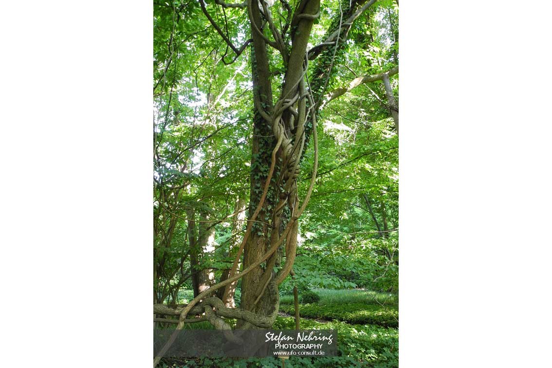 Celastrus orbiculatus (Rundblättriger Baumwürger)