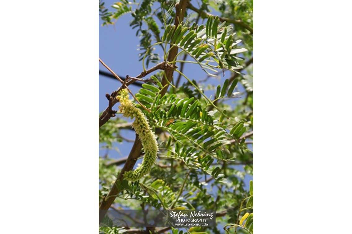 Prosopis juliflora (Mesquitebaum)