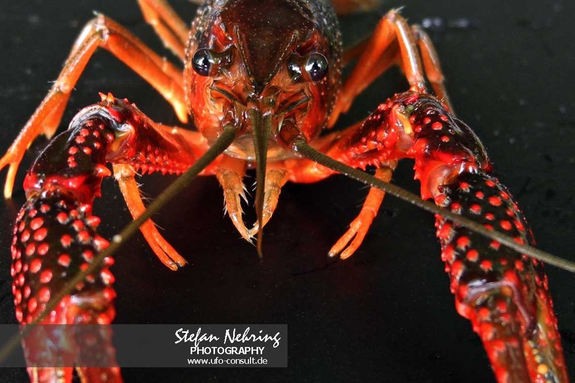Procambarus clarkii (Roter Amerikanischer Sumpfkrebs)