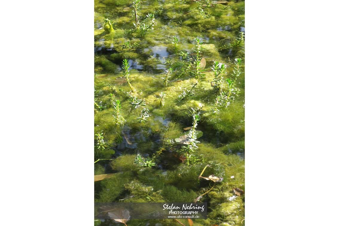 Myriophyllum heterophyllum (Verschiedenblättriges Tausendblatt)