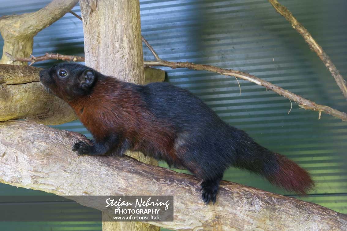 Callosciurus finlaysonii (Finlayson-Hörnchen)