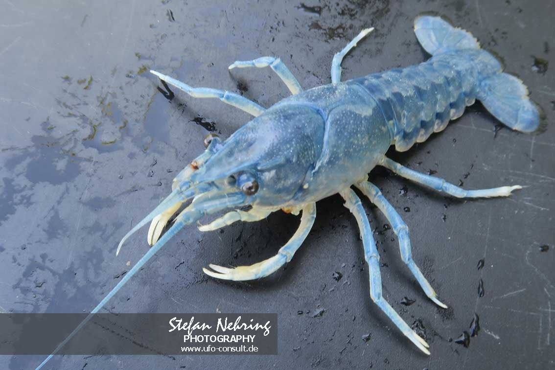 Faxonius immunis (Kalikokrebs)