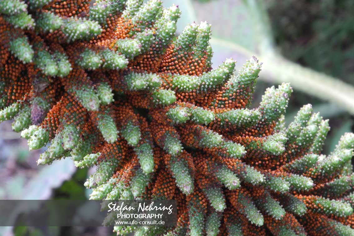 Gunnera tinctoria (Chilenischer Riesenrhabarber)