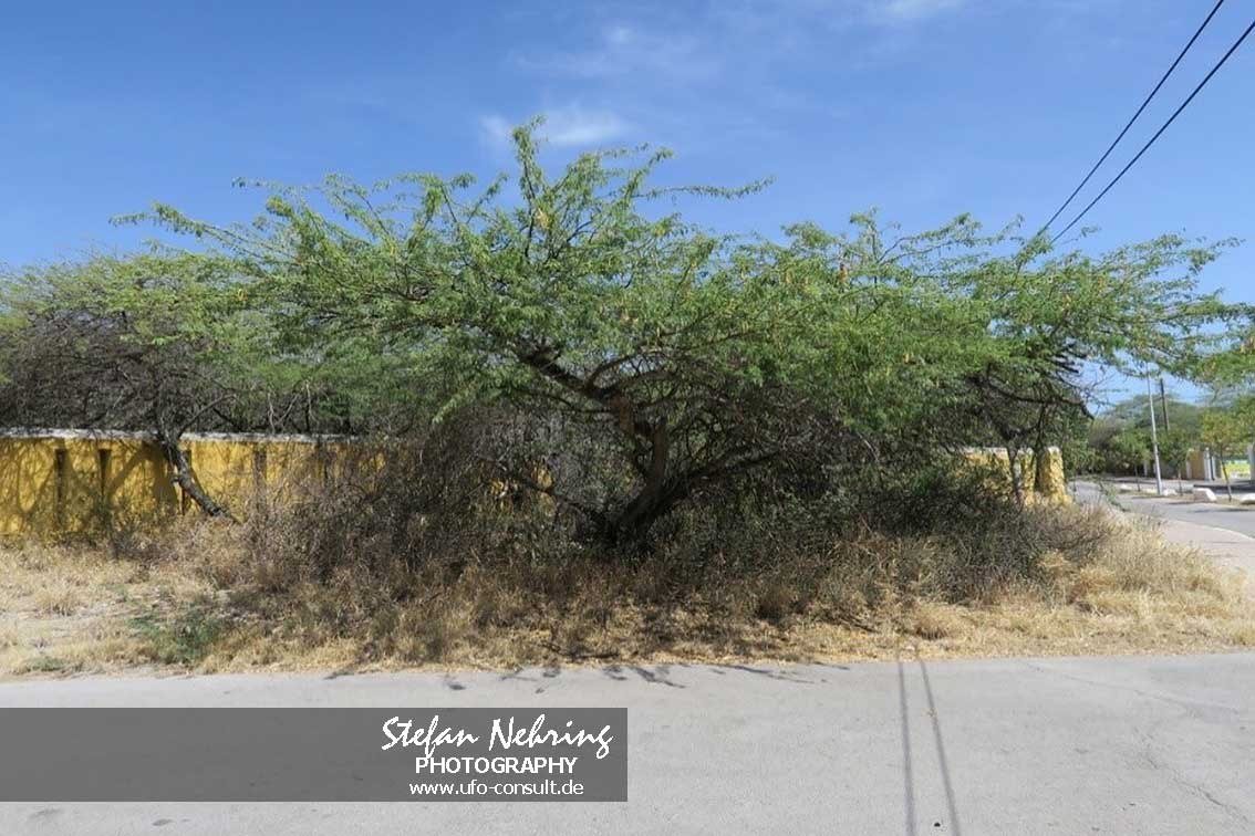 Prosopis juliflora (Mesquitebaum)