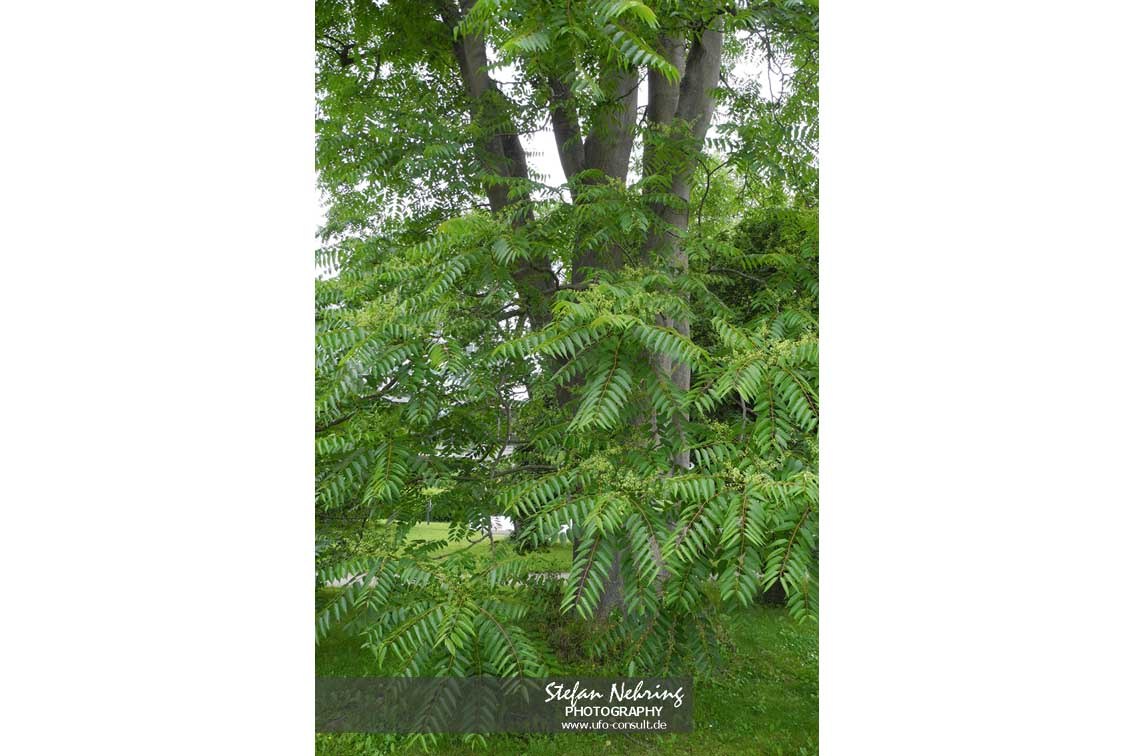 Ailanthus altissima (Götterbaum)