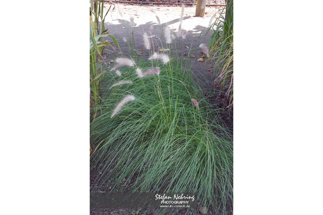 Cenchrus setaceus (Afrikanisches Lampenputzergras)