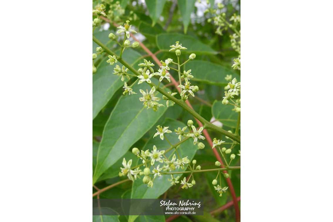 Ailanthus altissima (Götterbaum)