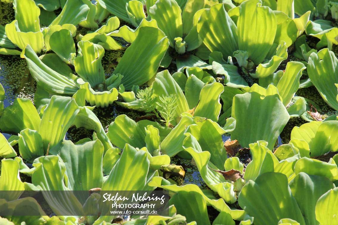Pistia stratiotes (Wassersalat)