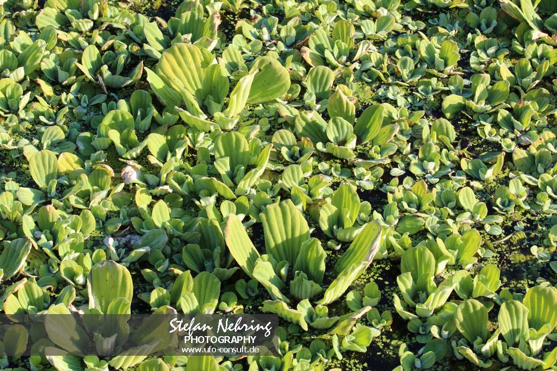 Pistia stratiotes (Wassersalat)