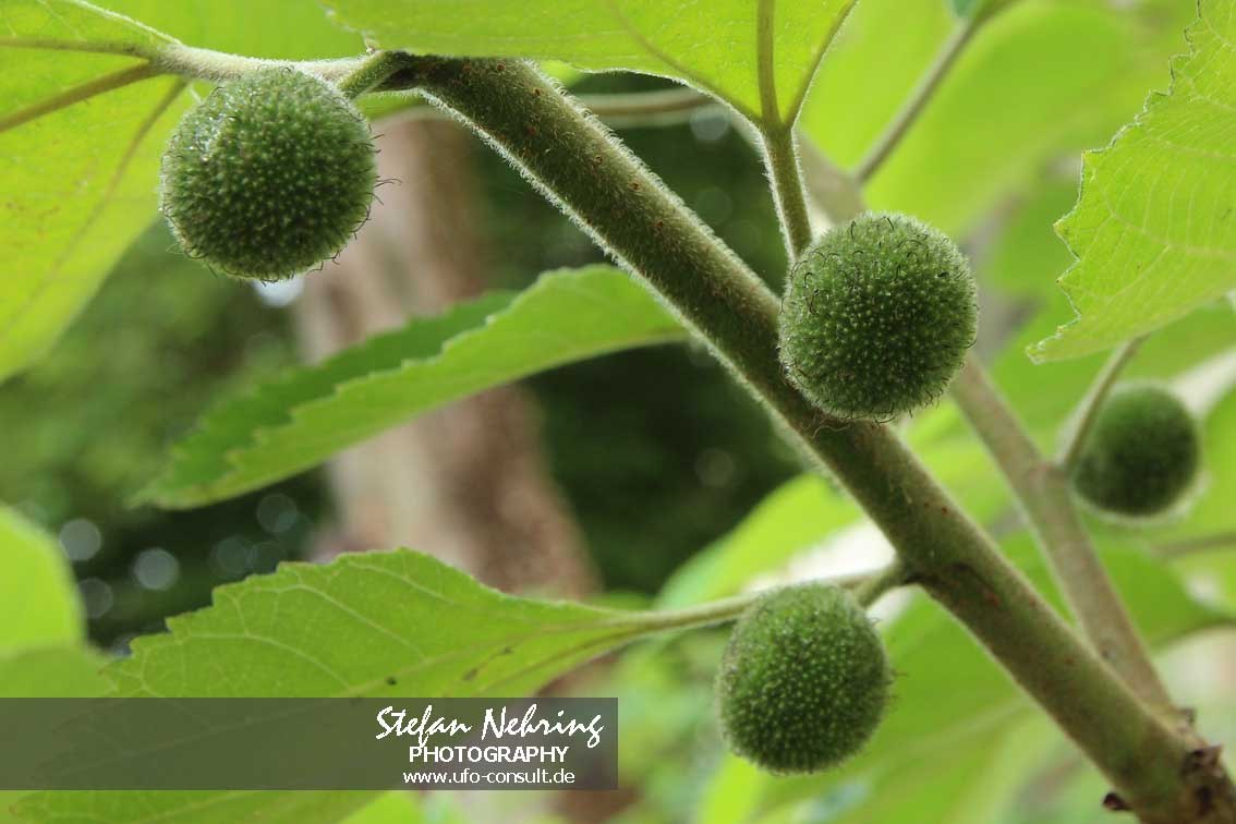 Broussonetia papyrifera (Papiermaulbeerbaum)