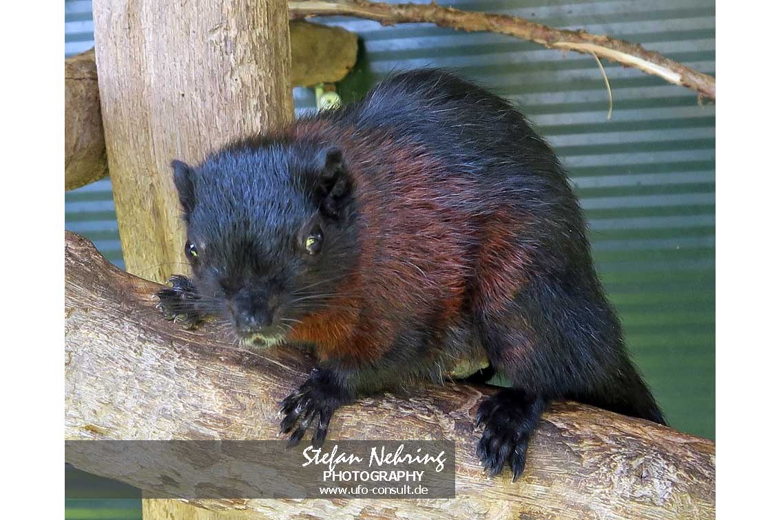 Callosciurus finlaysonii (Finlayson-Hörnchen)