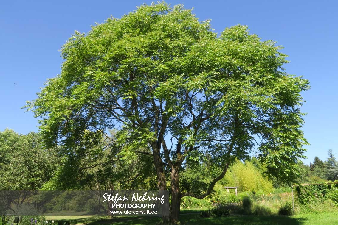 Ailanthus altissima (Götterbaum)