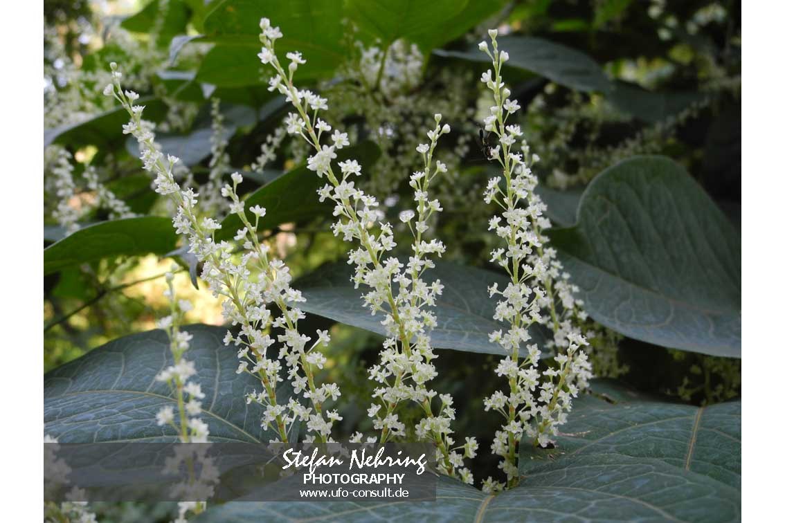 Reynoutria japonica (Japanischer Staudenknöterich)