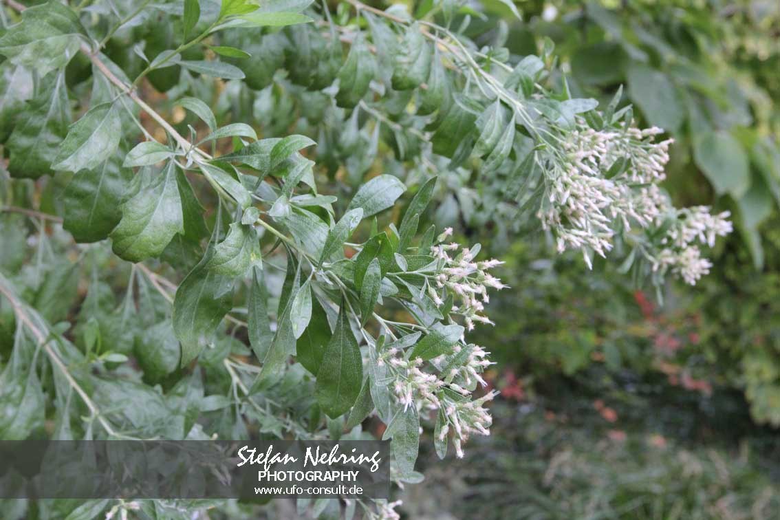 Baccharis halimifolia (Kreuzstrauch)