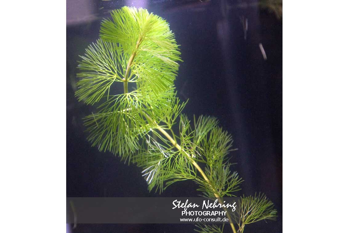 Cabomba caroliniana (Karolina-Haarnixe)