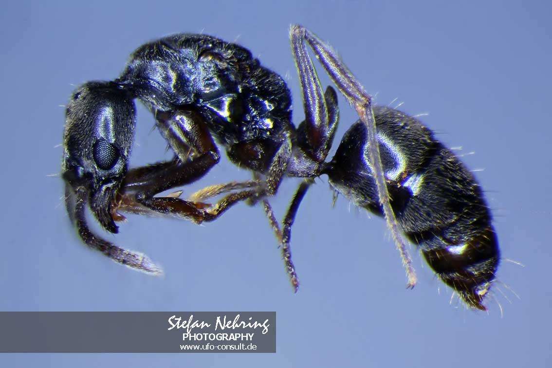 Brachyponera chinensis (Asiatische Nadelameise)